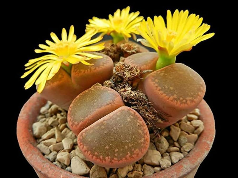 Living Stone Succulent Flower seeds for Planting - Vibrant Colors, Heirloom & GMO Free Seeds for Home Garden
