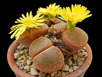 Living Stone Succulent Flower seeds for Planting - Vibrant Colors, Heirloom & GMO Free Seeds for Home Garden