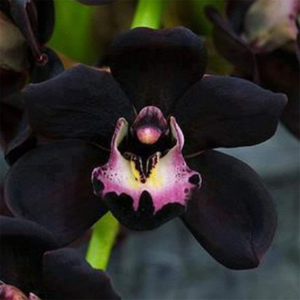 Cymbidium Faberi Black Seeds for Easy Planting