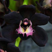 Cymbidium Faberi Black Seeds for Easy Planting