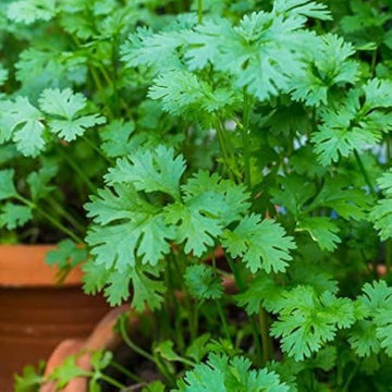 Cilantro Coriander Seeds for Planting  Grow Fresh Green Herbs