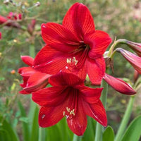 Maroon Hippeastrum Rutilum Flower seeds for Planting - Garden Favorite, Heirloom & GMO Free Seeds for Home Garden