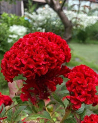 Cockscomb Seeds (Celosia) for Beautiful, Curly Blooms
