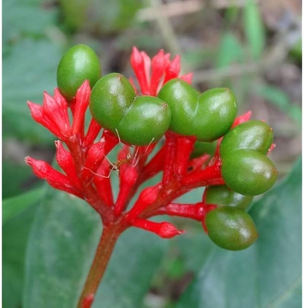 Heirloom Rauvolfia Flower seeds for Planting Garden Favorite Heirloom & GMO Free Seeds for Home Garden