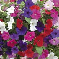 Tritunia Pelletta Petunia Lavender for planting in flower bed