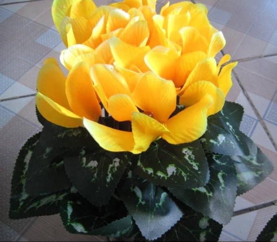 Light Yellow Cyclamen Flower seeds for Planting - Long Bloom Season, Heirloom & GMO Free Seeds for Home Garden