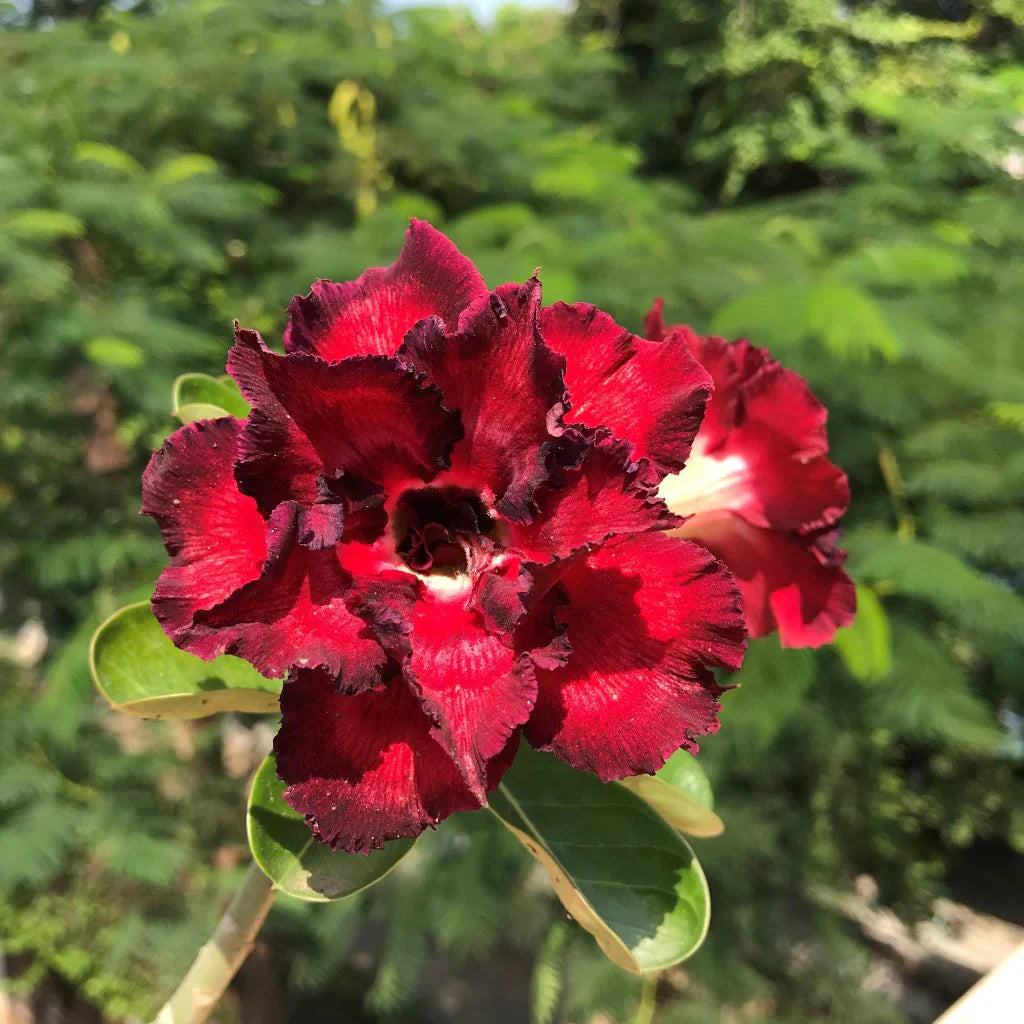 Red Adenium Obesum Flower seeds for Planting - Garden Favorite, Heirloom & GMO Free Seeds for Home Garden