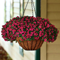 Pink Kabloom Flower seeds for Planting - Low Maintenance, Heirloom & GMO Free Seeds for Home Garden