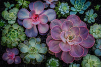 Echeveria Flower seeds for Planting Sun Loving Heirloom & GMO Free Seeds for Home Garden