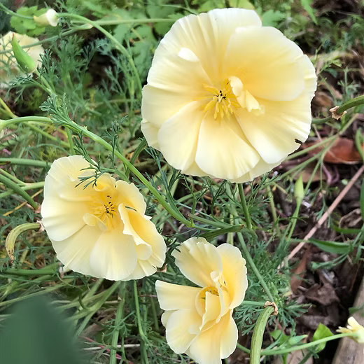 Yellow White Milkmaid Flower seeds for Planting - Fragrant Blossoms, Heirloom & GMO Free Seeds for Home Garden