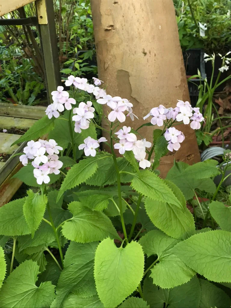 White Lunaria Rediviva Flower seeds for Planting - Premium Quality, Heirloom & GMO Free Seeds for Home Garden