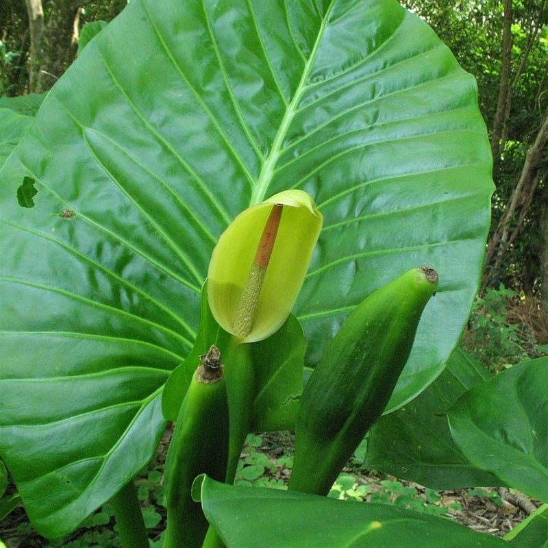Leaf Alocasia Flower seeds for Planting - Vibrant Colors, Heirloom & GMO Free Seeds for Home Garden