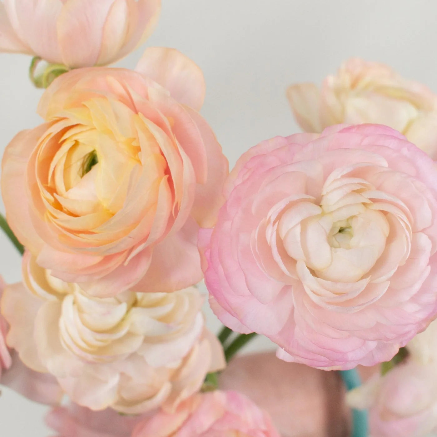 Peach Ranunculus Flower Seeds Drought Tolerant Heirloom & GMO Free Seeds for Home Garden
 
 Sale