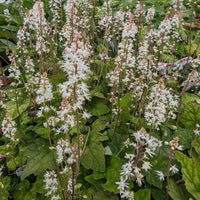 White Tiarella Wherryi Flower seeds for Planting - Low Maintenance, Heirloom & GMO Free Seeds for Home Garden