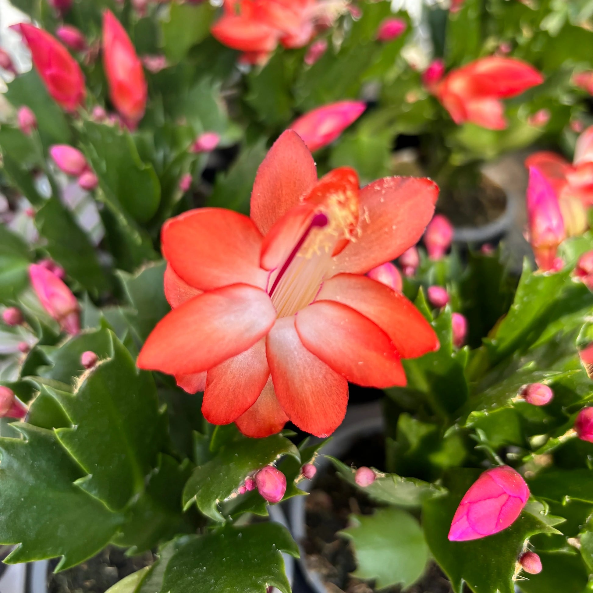 Orange Schlumbergera Flower seeds for Planting - Colorful Display, Heirloom & GMO Free Seeds for Home Garden