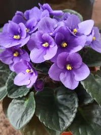 Navy Blue Mini Violet Flower Seeds for Planting Premium Quality Heirloom & GMO Free Seeds for Home Garden
 
 Sale