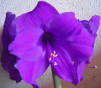 Purple Echte Amaryllis Seeds for Planting  Stunning Perennial Blooms