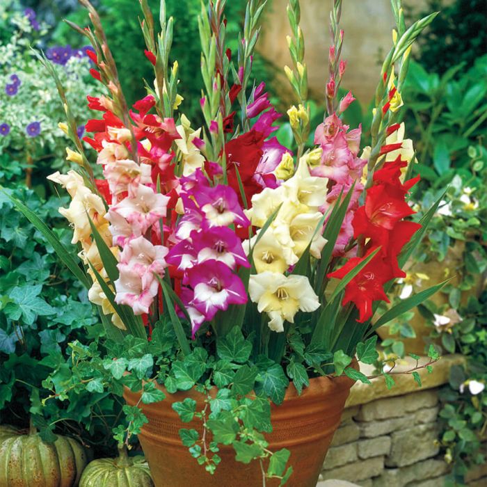 Gladiolus Flower seeds for Planting Vibrant Colors Heirloom & GMO Free Seeds for Home Garden