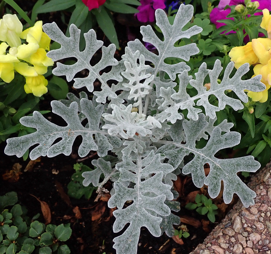 Gray Cineraria Dusty Flower seeds for Planting - Drought Tolerant, Heirloom & GMO Free Seeds for Home Garden