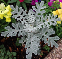 Gray Cineraria Dusty Flower seeds for Planting - Drought Tolerant, Heirloom & GMO Free Seeds for Home Garden