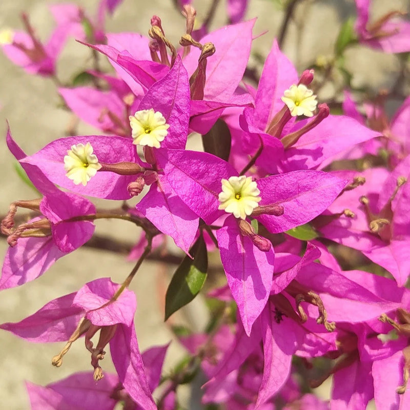 Bougainvillea Flower Seeds - Pink & White for Vibrant Planting