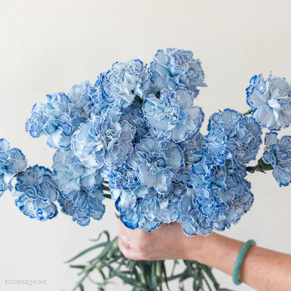 Sky Blue Carnation Flower seeds for Planting Bright Blooms Heirloom & GMO Free Seeds for Home Garden