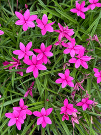 Rhodohypoxis Flower Planting Seeds