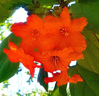 Orange Cordia Sebestena Flower seeds for Planting - Long Bloom Season, Heirloom & GMO Free Seeds for Home Garden