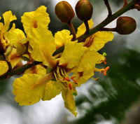 Peltophorum Flower seeds for Planting Low Maintenance Heirloom & GMO Free Seeds for Home Garden