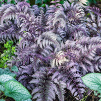 Violet Fern for Planting heirloom & NonGMO Seeds Long Bloom Season 100 Pcs pcs
 
 Sale