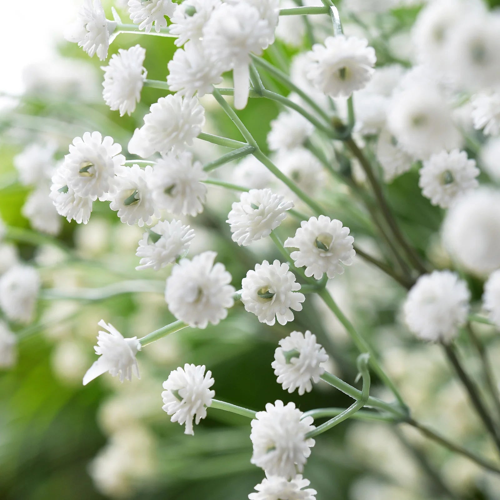 Peach Gypsophila Flower seeds for Planting - Low Maintenance, Heirloom & GMO Free Seeds for Home Garden