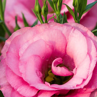 Light Pink Eustoma (Lisianthus) Flower seeds for Planting - Vibrant Colors, Heirloom & GMO Free Seeds for Home Garden