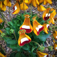 Calceolaria Uniflora Flower seeds for Planting - Cut Flower Favorite, Heirloom & GMO Free Seeds for Home Garden