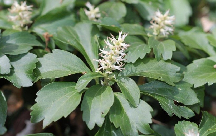 Pachysandra Flower seeds for Planting Cottage Garden Essential Heirloom & GMO Free Seeds for Home Garden
