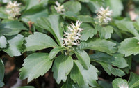 Pachysandra Flower seeds for Planting Cottage Garden Essential Heirloom & GMO Free Seeds for Home Garden