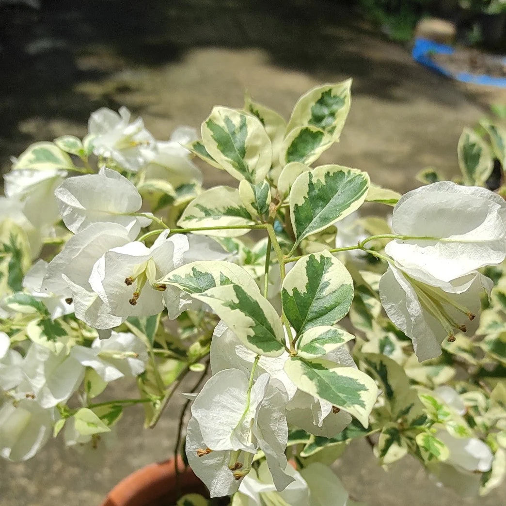 White Bougainvillea Flower seeds for Planting - Fragrant Blossoms, Heirloom & GMO Free Seeds for Home Garden