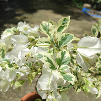 White Bougainvillea Flower seeds for Planting - Fragrant Blossoms, Heirloom & GMO Free Seeds for Home Garden