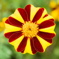 Marigold Mr Majestic Flower seeds for Planting Fragrant Blossoms Heirloom & GMO Free Seeds for Home Garden