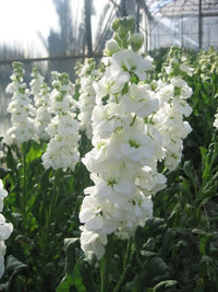 White Evening Stock Flower seeds for Planting - Fragrant Blossoms, Heirloom & GMO Free Seeds for Home Garden