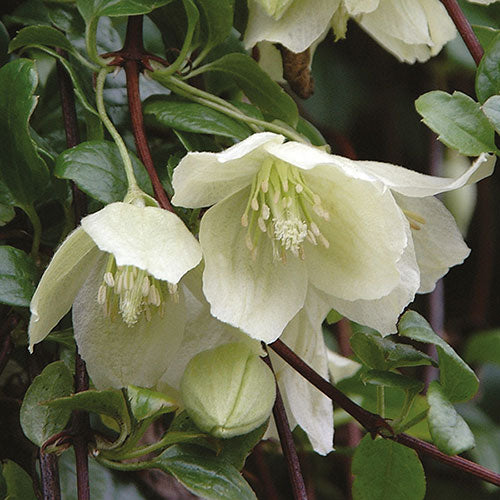 Light Green Clematis Flower seeds for Planting Colorful Display Heirloom & GMO Free Seeds for Home Garden 
 
 Sale
