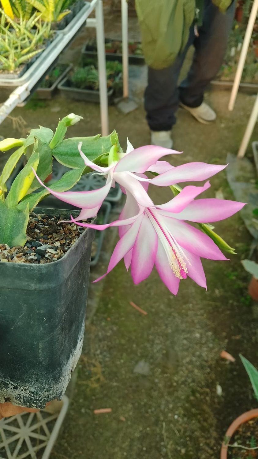Light Pink Zygocactus Truncatus Flower seeds for Planting Premium Quality Heirloom & GMO Free Seeds for Home Garden 
 
 Sale