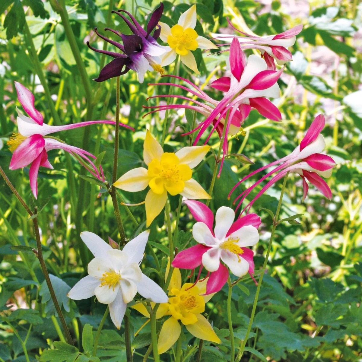 Mixed Columbine Flower seeds for Planting Colorful Display Heirloom & GMO Free Seeds for Home Garden 
 
 Sale