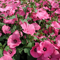 Heirloom Lavatera Flower seeds for Planting Pollinator Friendly Heirloom & GMO Free Seeds for Home Garden
