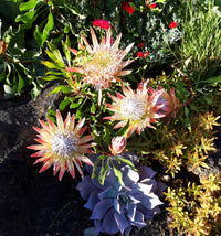 Protea Cynaroides Flower seeds for Planting - Bright Blooms, Heirloom & GMO Free Seeds for Home Garden