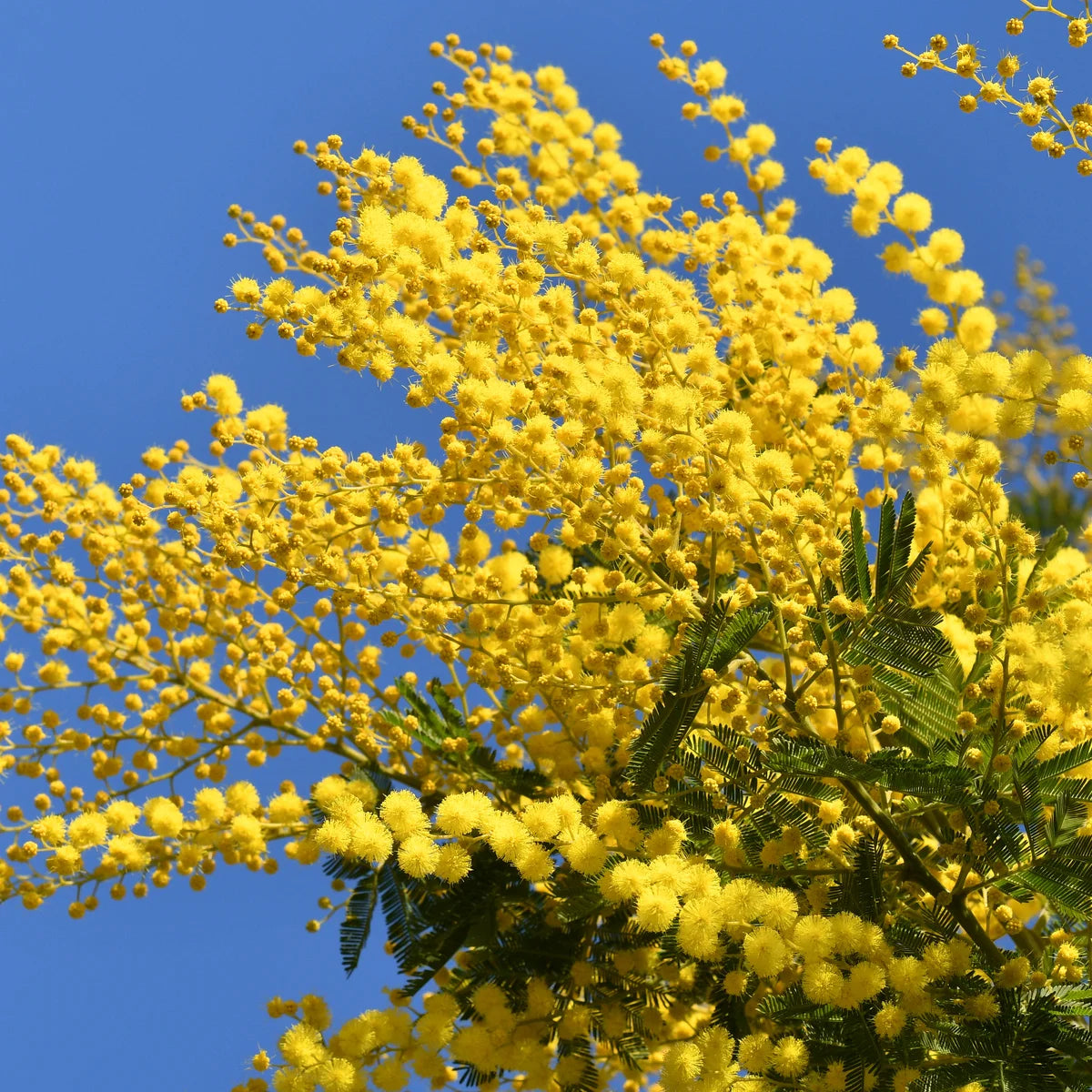 Yellow Mimosa Flower seeds for Planting Pollinator Friendly Heirloom & GMO Free Seeds for Home Garden 
 
 Sale