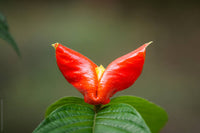 Heirloom Lips Flower seeds for Planting Seasonal Bloomer Heirloom & GMO Free Seeds for Home Garden