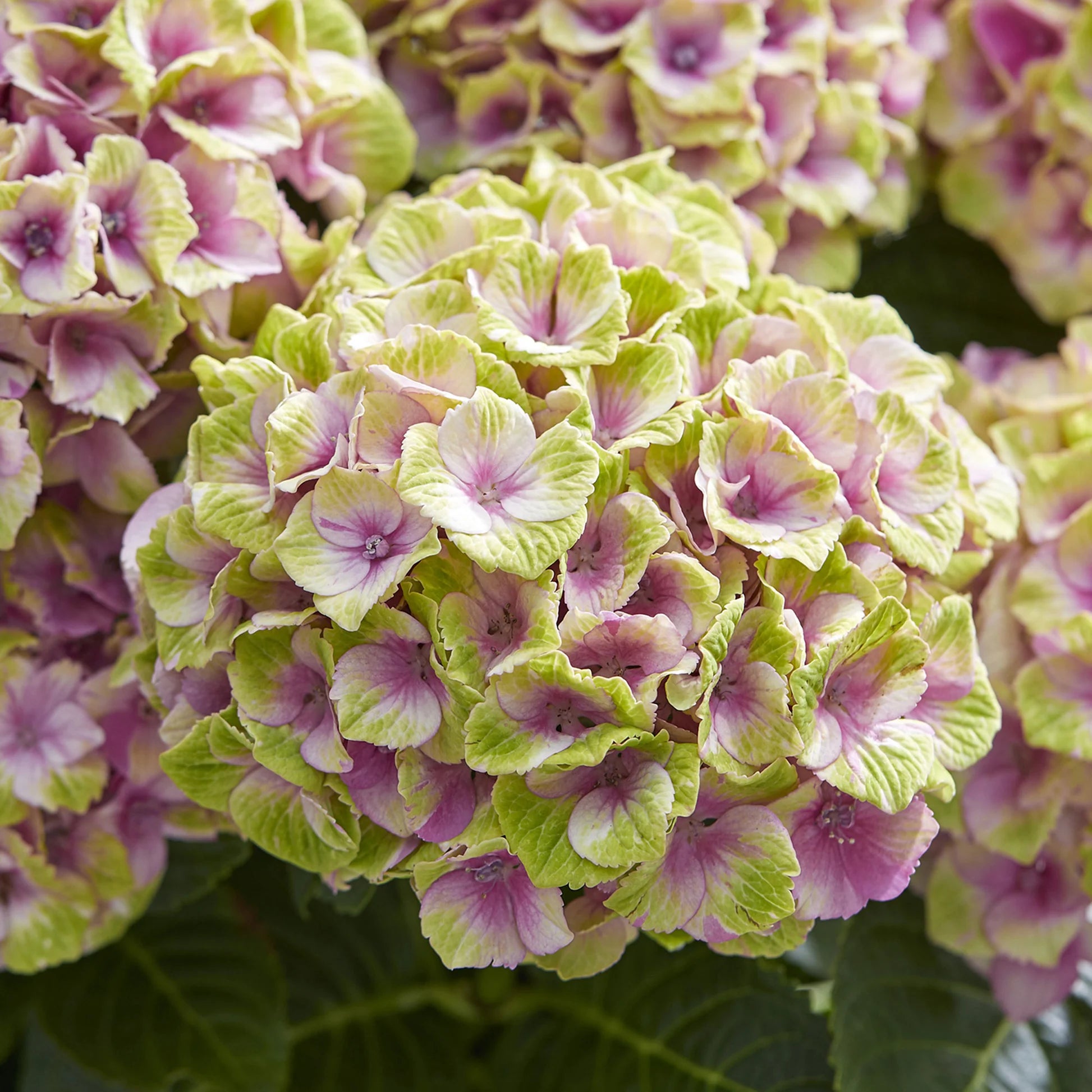 Green Pink Hydrangea Flower seeds for Planting - Hardy Variety, Heirloom & GMO Free Seeds for Home Garden