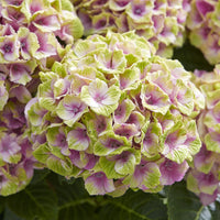 Green Pink Hydrangea Flower seeds for Planting - Hardy Variety, Heirloom & GMO Free Seeds for Home Garden