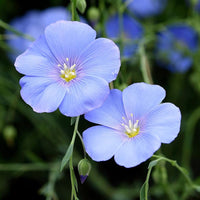 Blue Usitatissimum Flower seeds for Planting - Low Maintenance, Heirloom & GMO Free Seeds for Home Garden