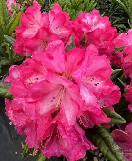Light Red Rhododendron Flower Seeds for Planting Shade Tolerant Heirloom & GMO Free Seeds for Home Garden
 
 Sale